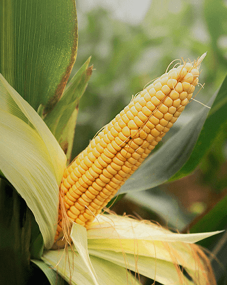 Corn CFDs